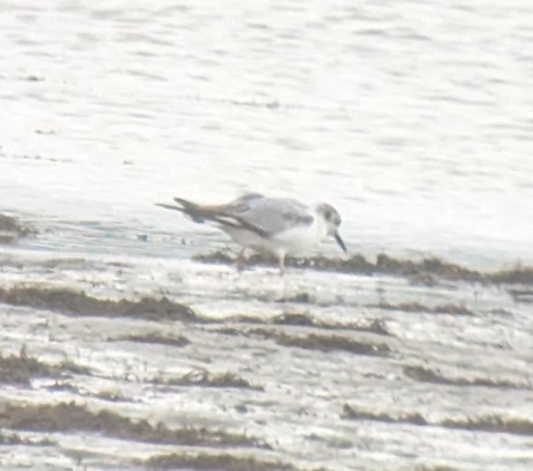 Bonaparte's Gull - Peter Olsoy