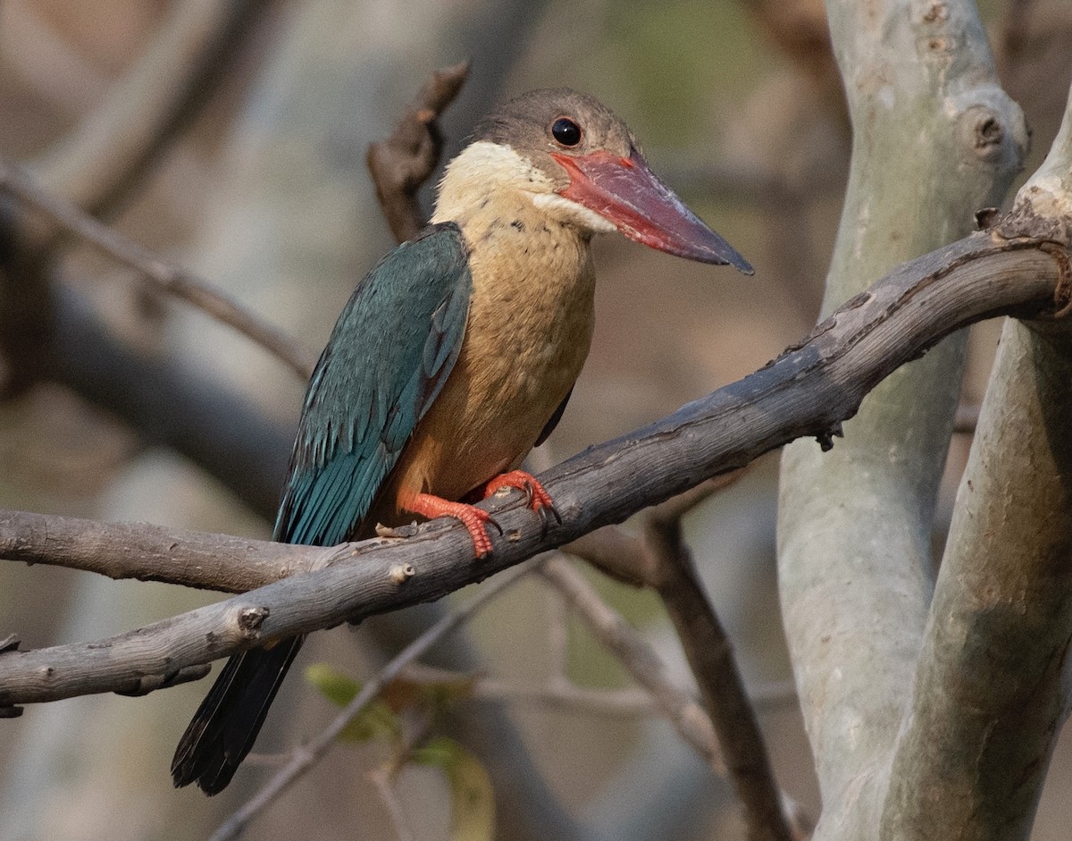 Stork-billed Kingfisher - ML619657402