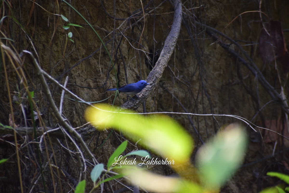 Black-naped Monarch - Lokesh Lakhorkar