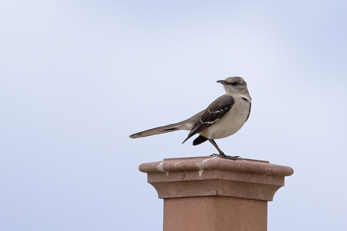 Northern Mockingbird - Darcy Pinotti