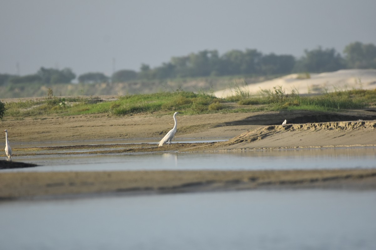 Great Egret - Gyanchandra Gyani