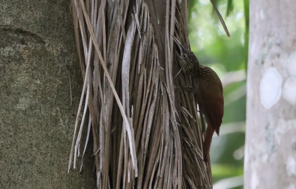 Ivory-billed Woodcreeper - Oliver  Komar