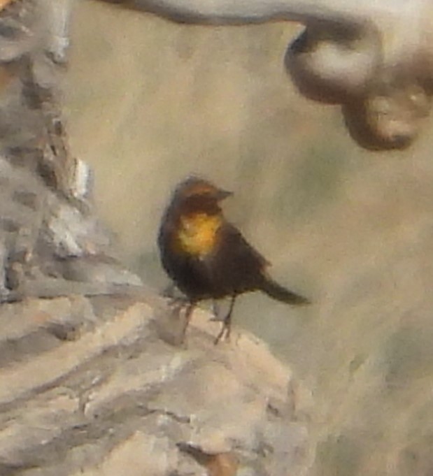 Yellow-headed Blackbird - ML619657422