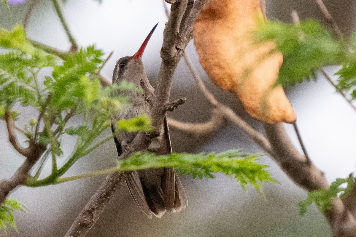 kolibřík temnobřichý - ML619657425