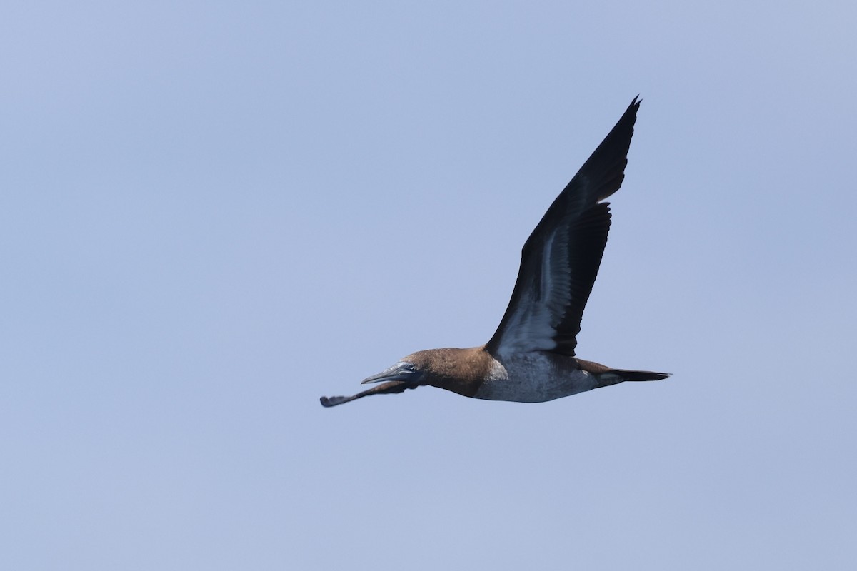 Brown Booby - ML619657435