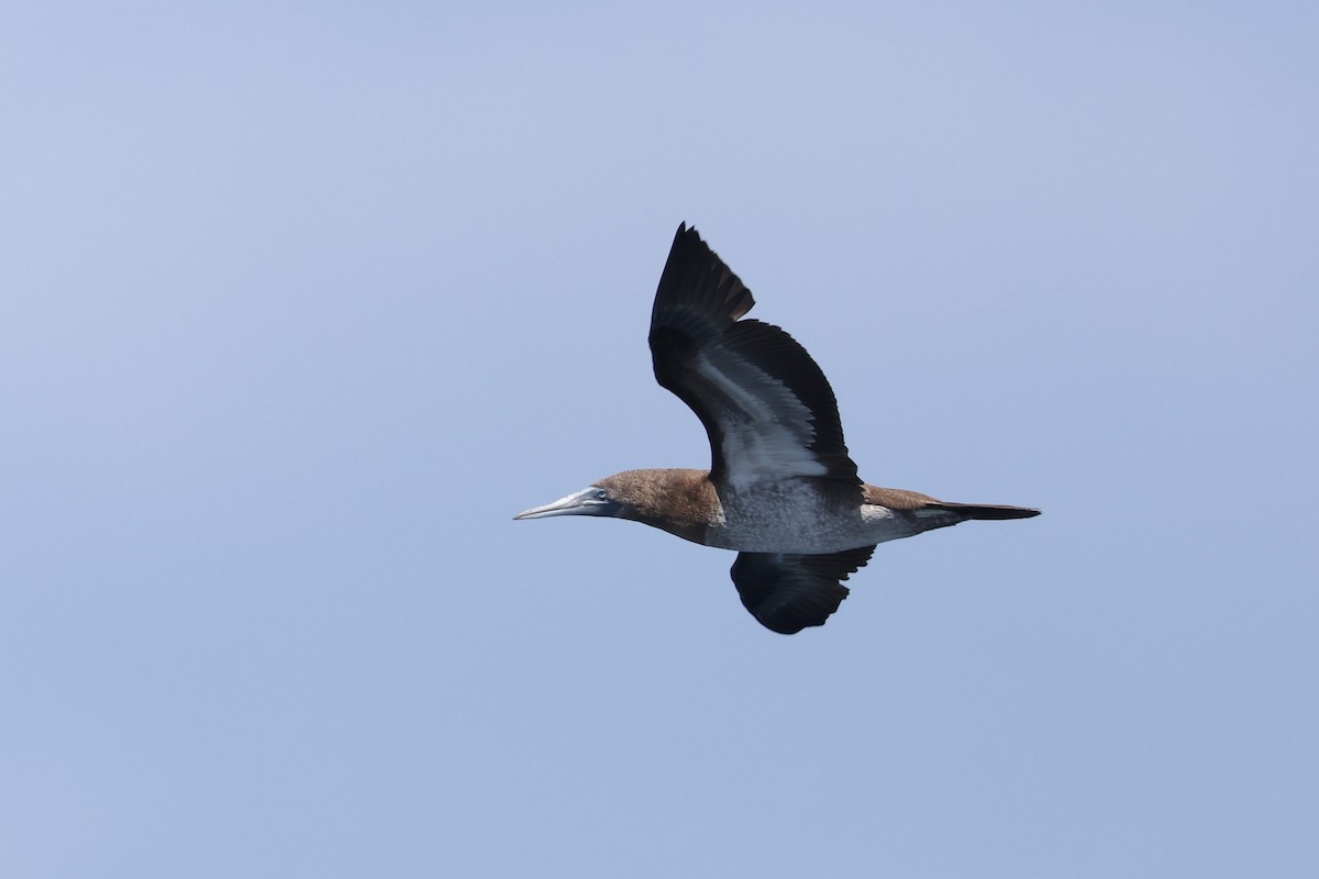 Brown Booby - ML619657436