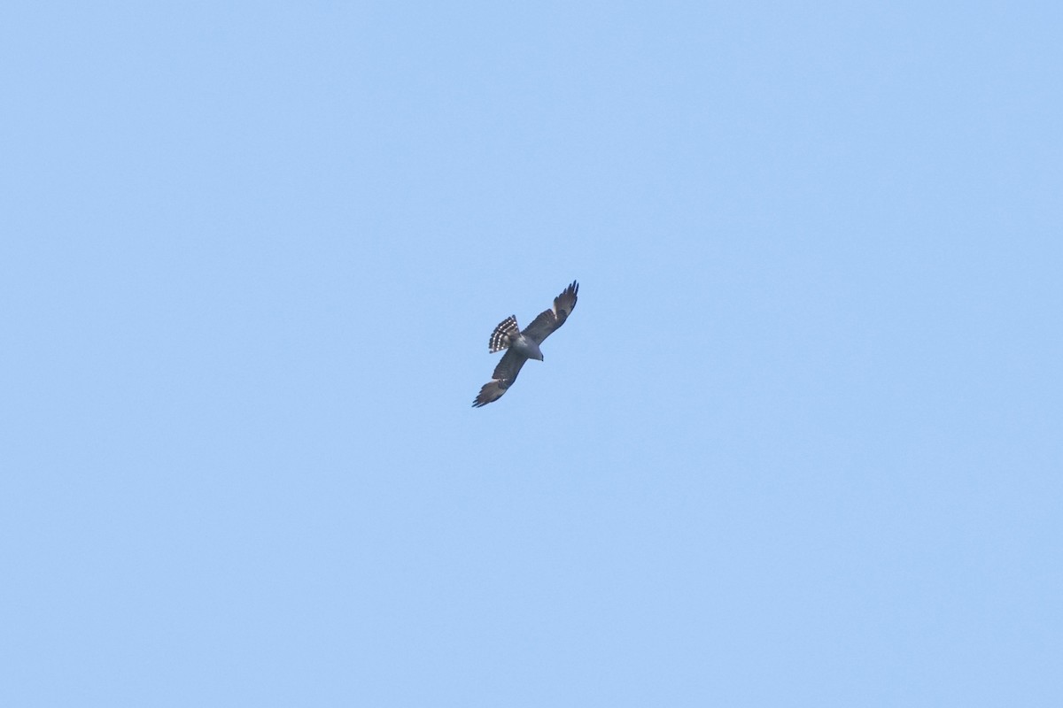 Mississippi Kite - Samrudh Nandagopal