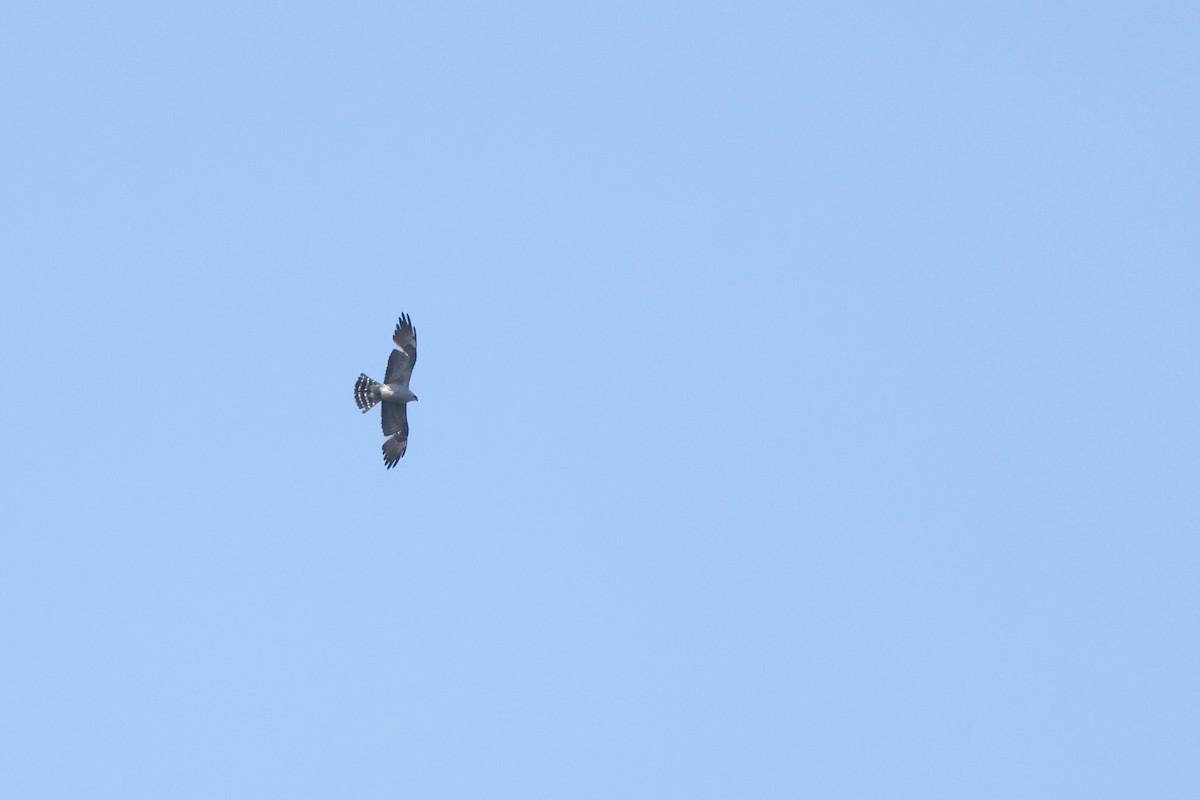 Mississippi Kite - Samrudh Nandagopal