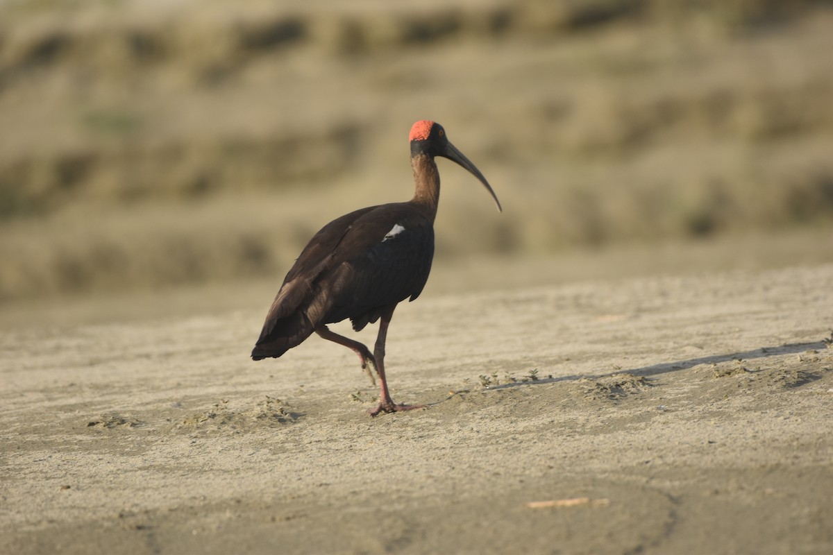 Red-naped Ibis - ML619657441