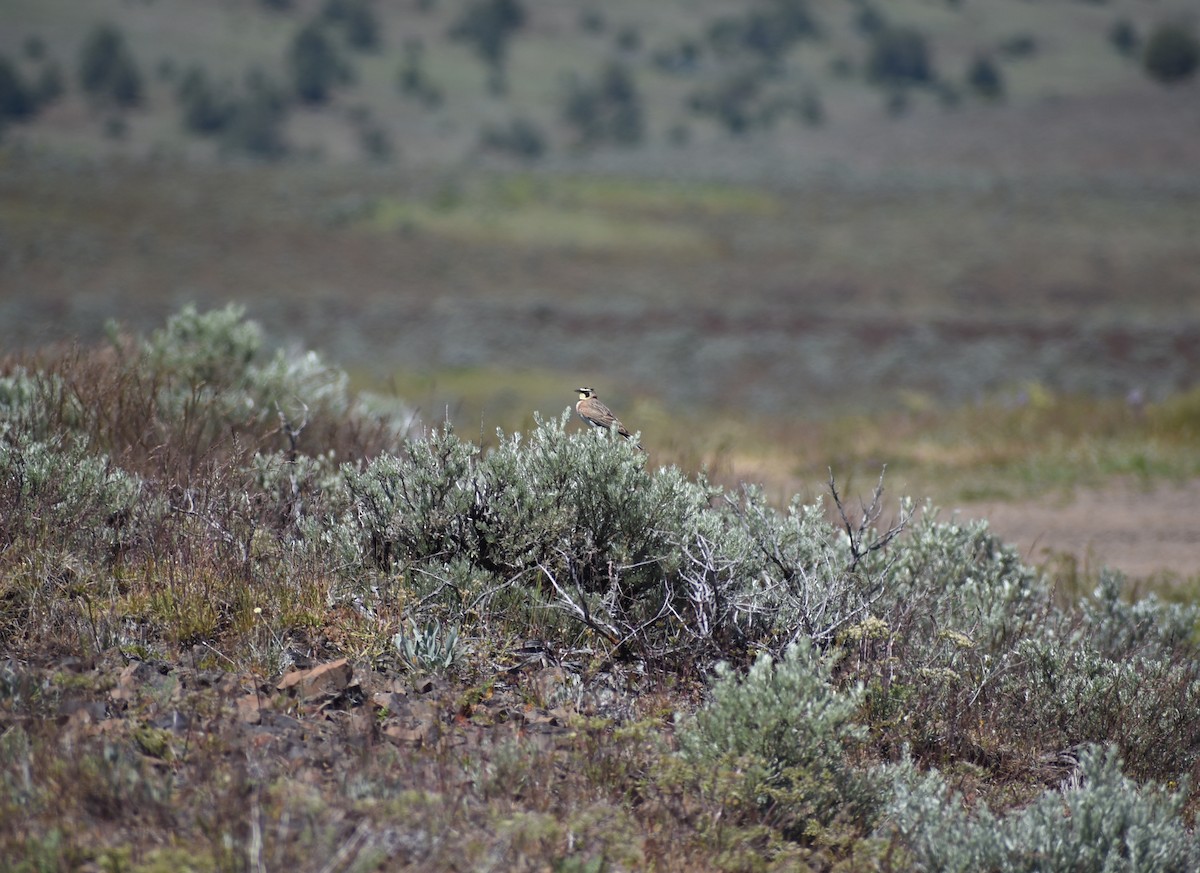 Horned Lark - M. Rogers