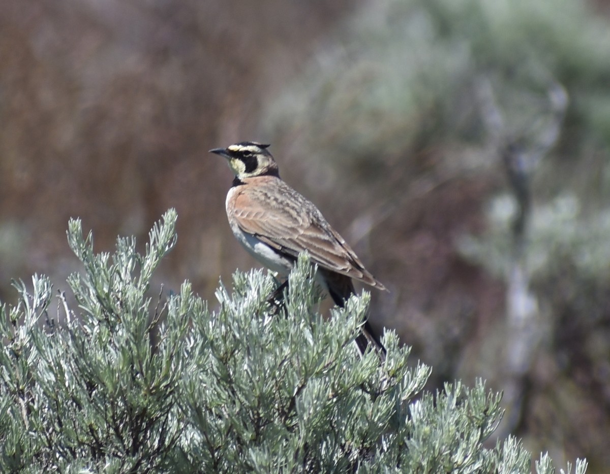 Horned Lark - M. Rogers