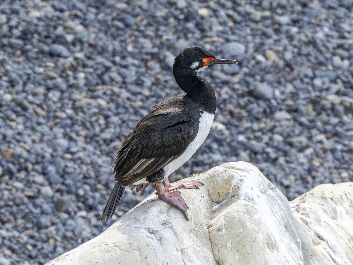 Cormorán Magallánico - ML619657447