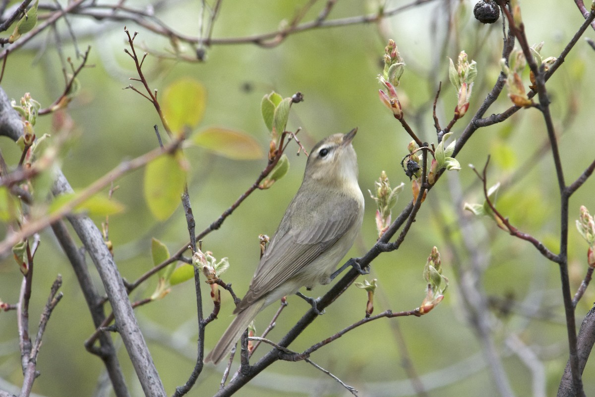 Warbling Vireo - Megan Johnson