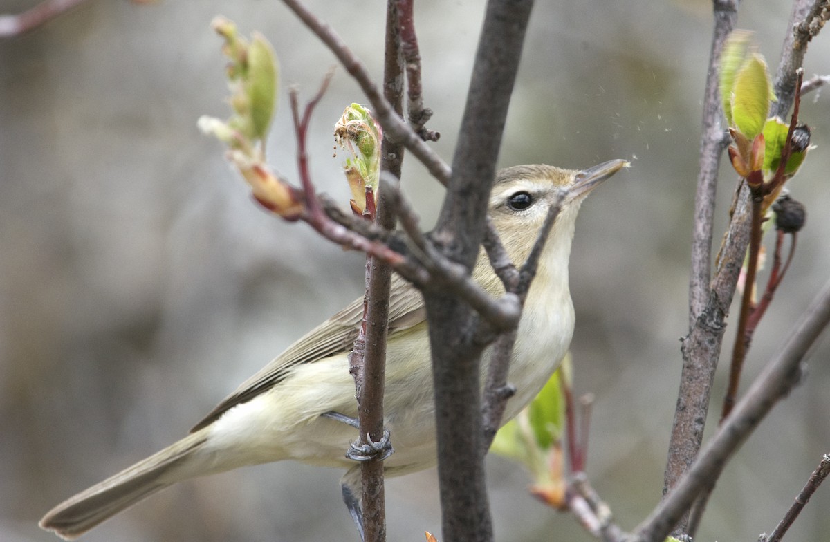 Warbling Vireo - Megan Johnson