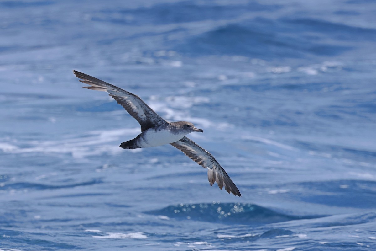 Pink-footed Shearwater - Caleb Villar