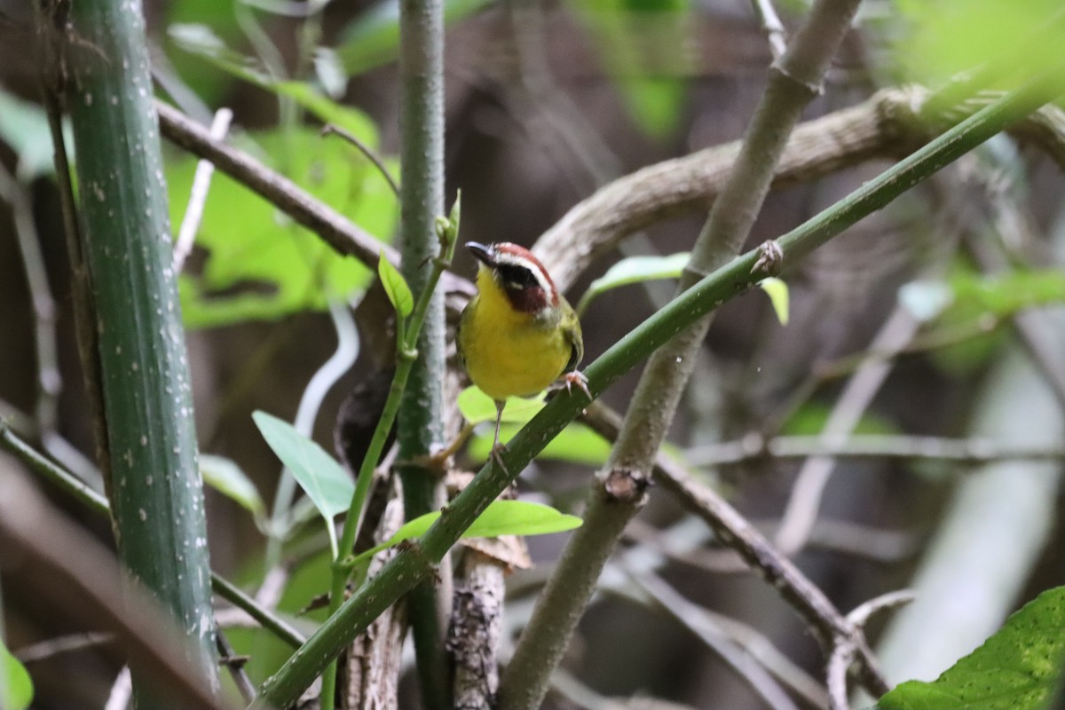 Chestnut-capped Warbler - Oliver  Komar