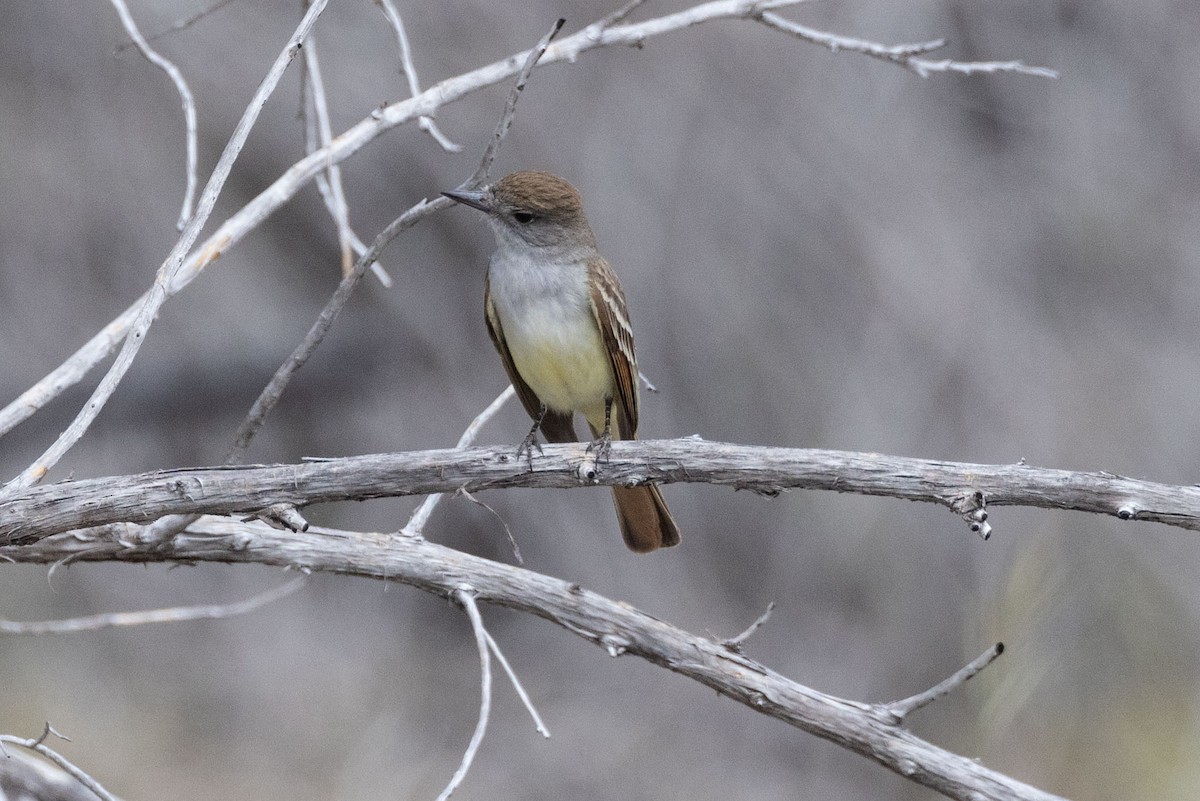 Ash-throated Flycatcher - Rich Kostecke