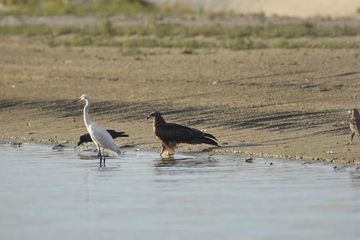 Black Kite - Gyanchandra Gyani