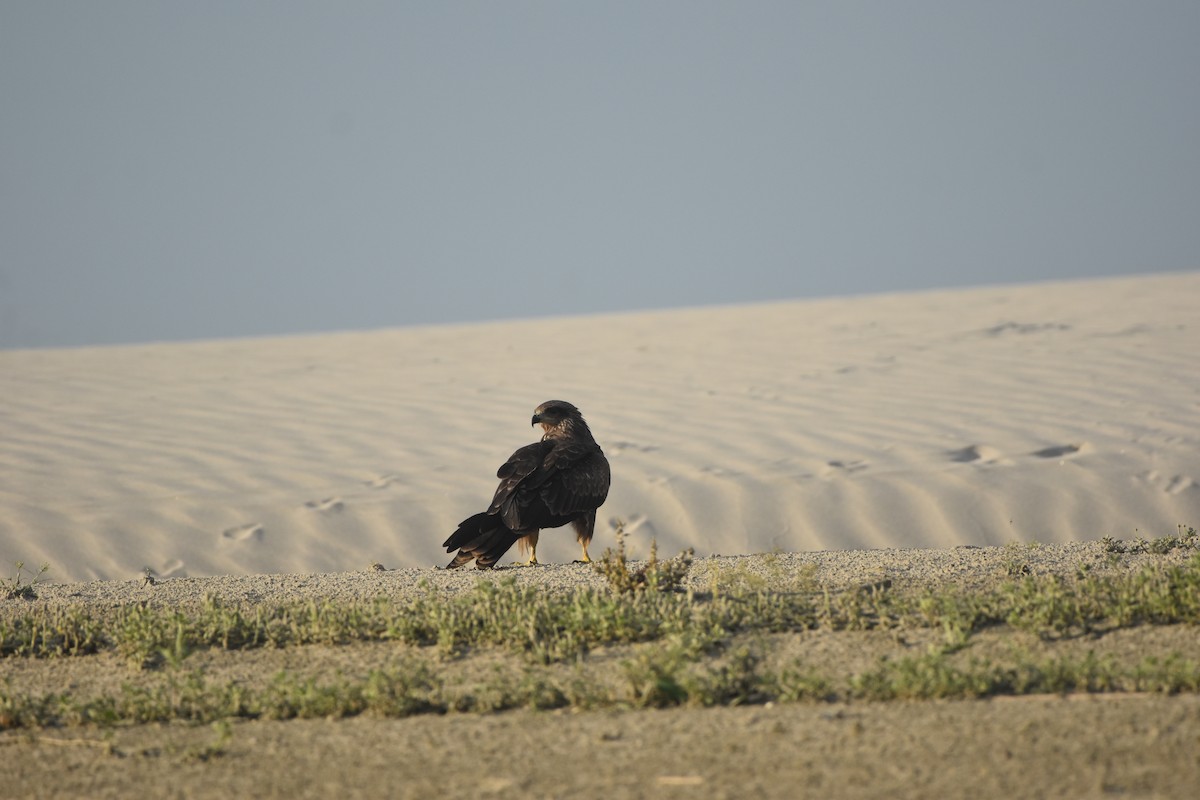 Black Kite - Gyanchandra Gyani