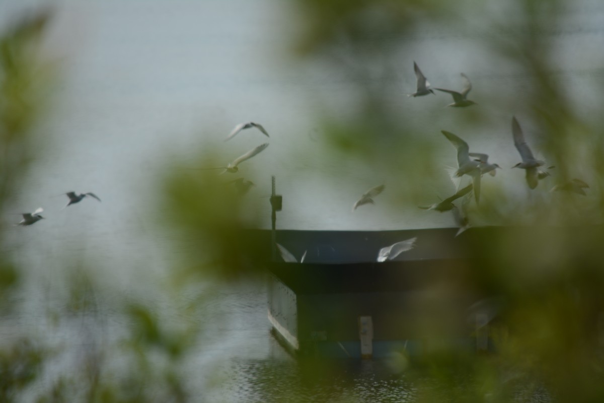 Caspian Tern - Brinda Datla