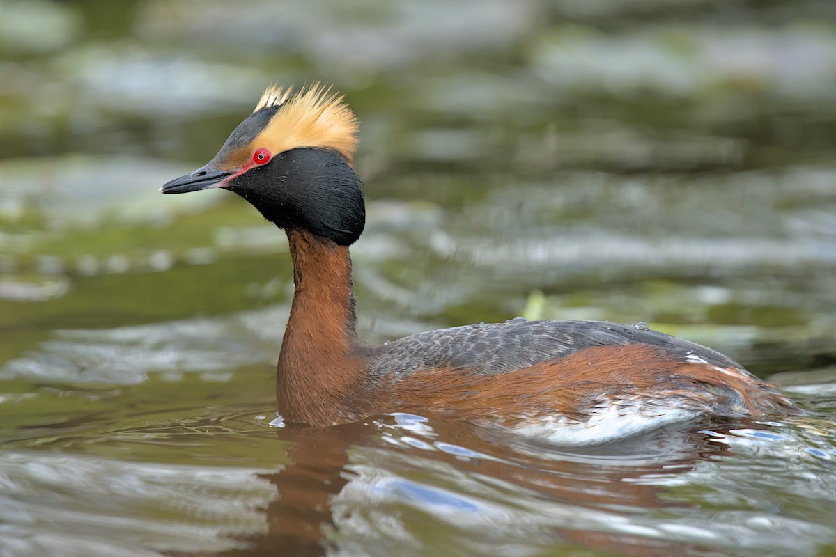 Horned Grebe - Andy Bankert