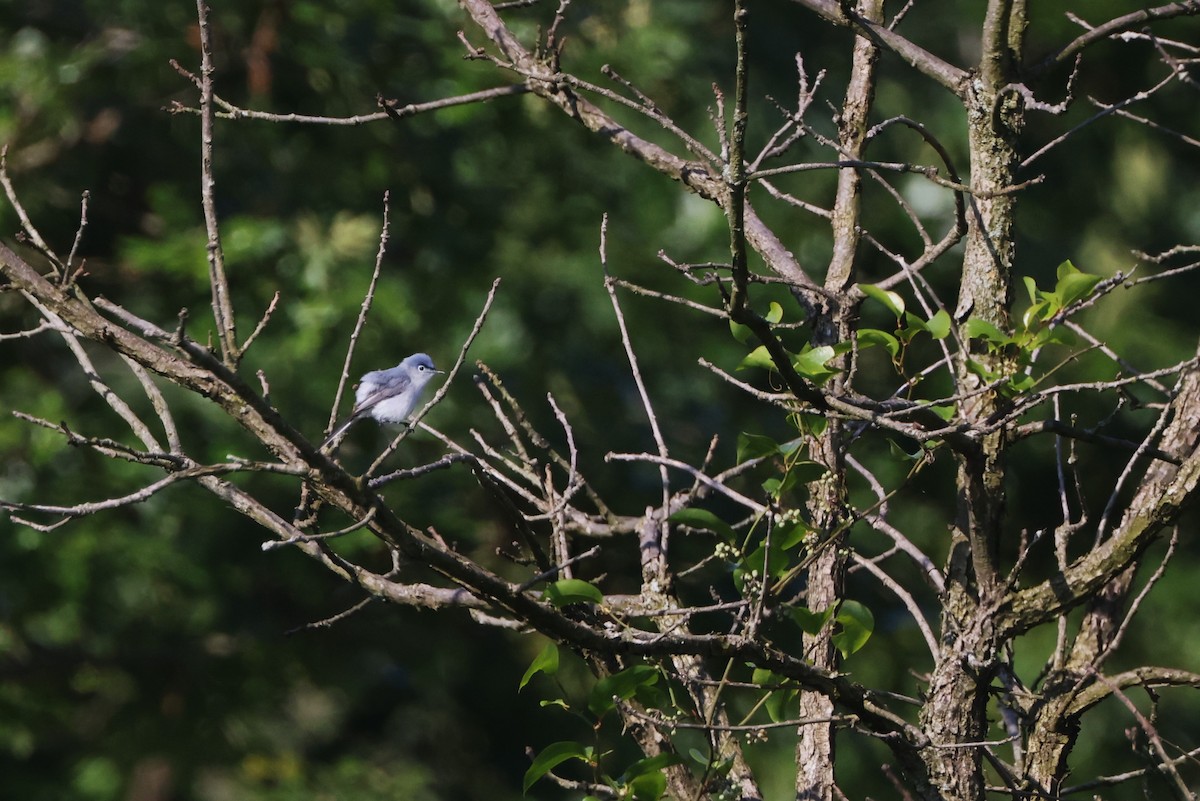Blue-gray Gnatcatcher - Samrudh Nandagopal