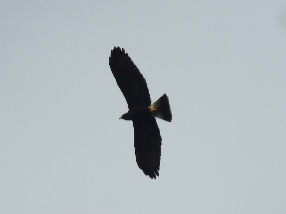 Snail Kite - Daniel Garrigues