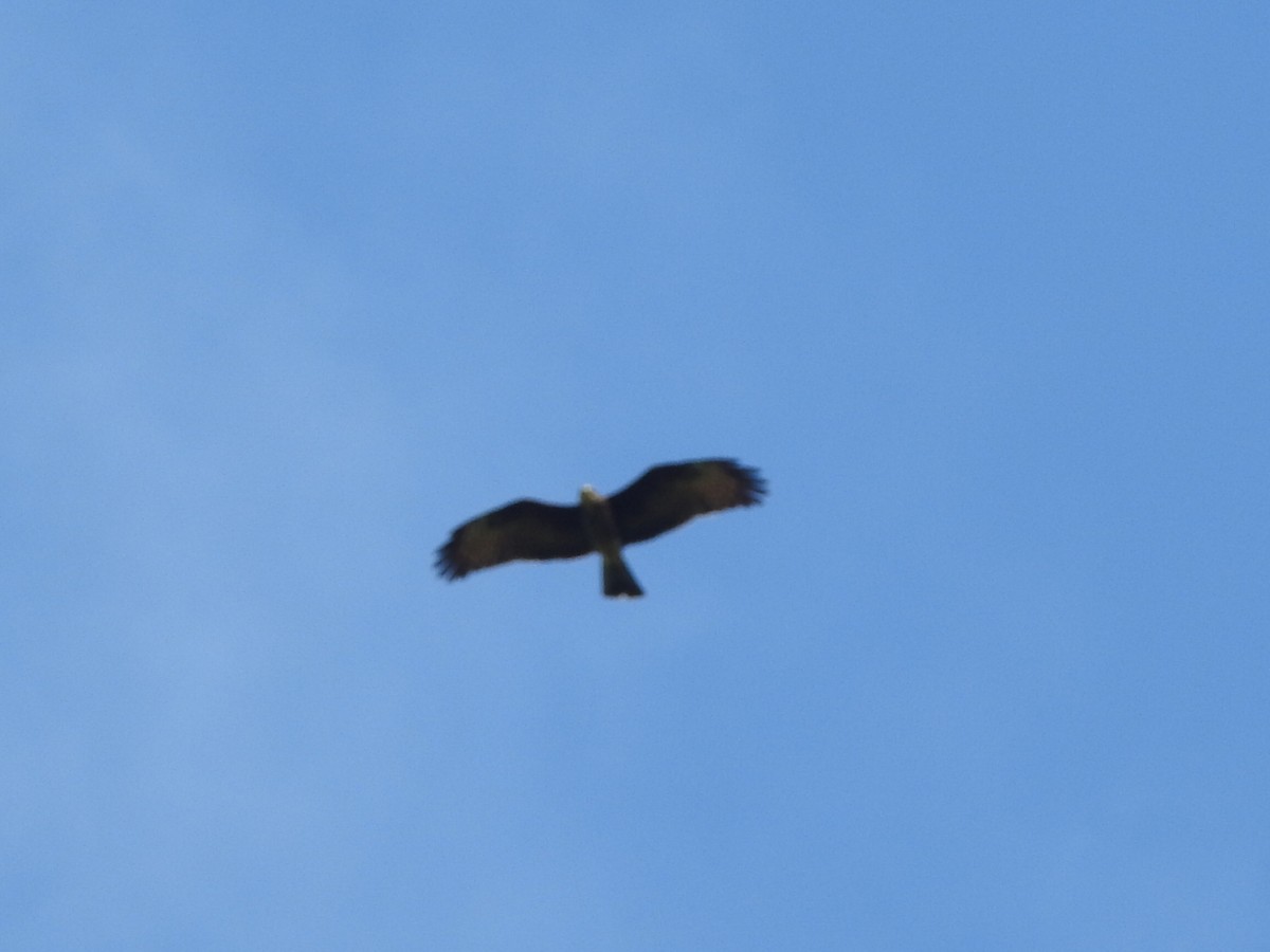 Snail Kite - Daniel Garrigues