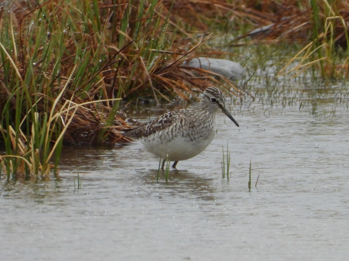 Wood Sandpiper - ML619657475