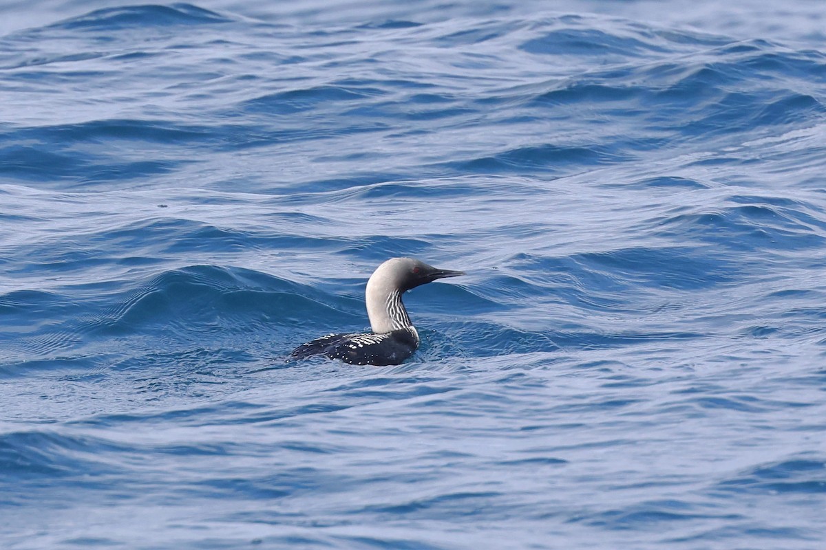 Pacific Loon - Caleb Villar