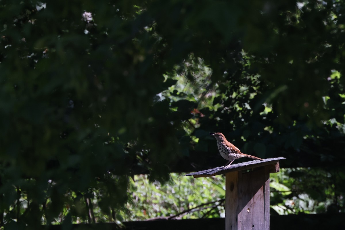 Brown Thrasher - Samrudh Nandagopal