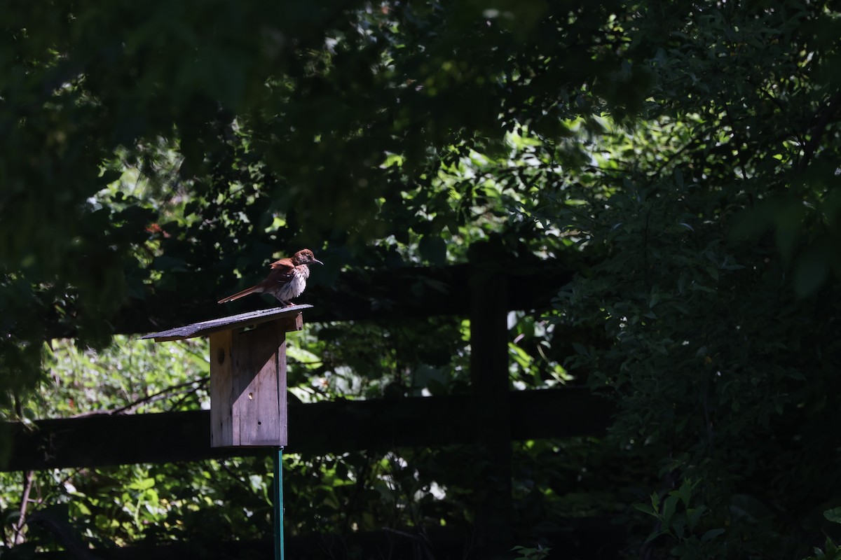 Brown Thrasher - ML619657484