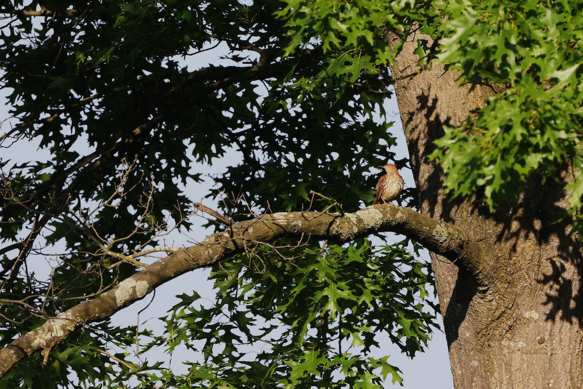 Brown Thrasher - Samrudh Nandagopal