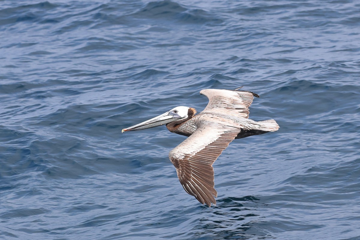 Brown Pelican - Caleb Villar