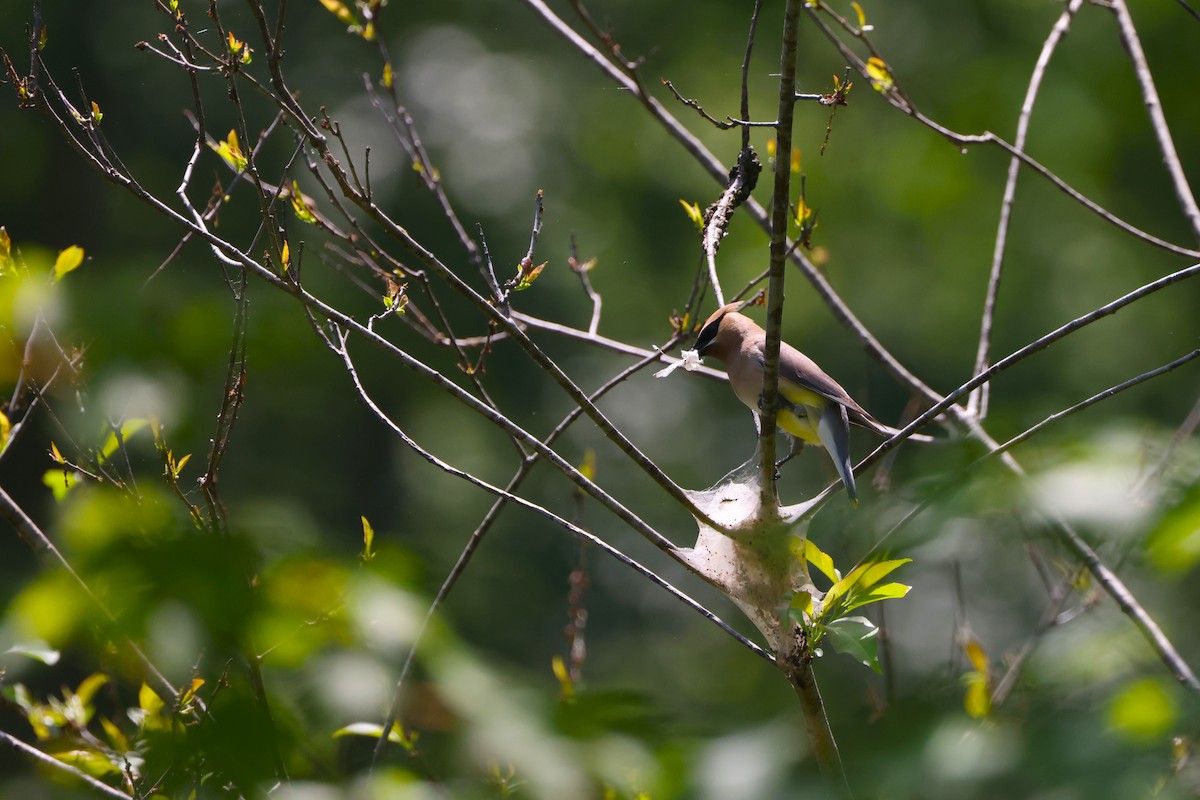 Cedar Waxwing - Samrudh Nandagopal