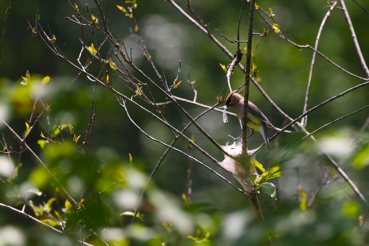 Cedar Waxwing - Samrudh Nandagopal