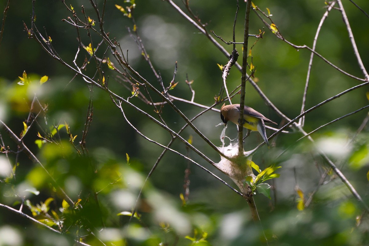 Cedar Waxwing - Samrudh Nandagopal