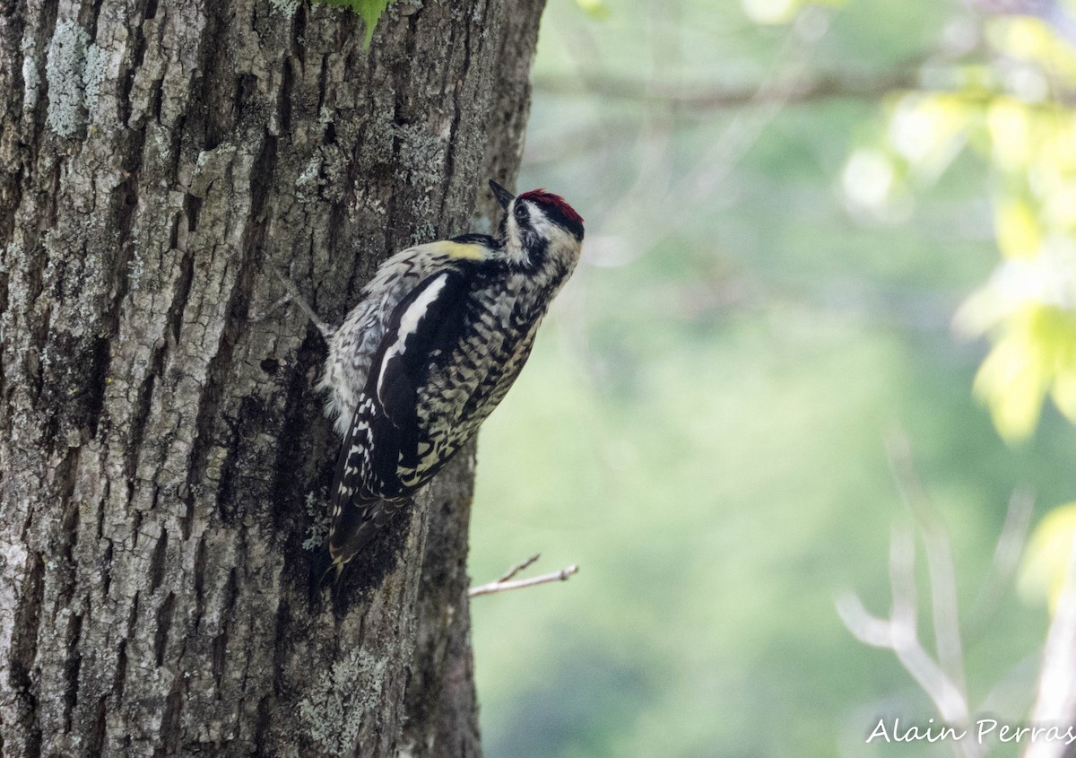 Yellow-bellied Sapsucker - Alain Perras