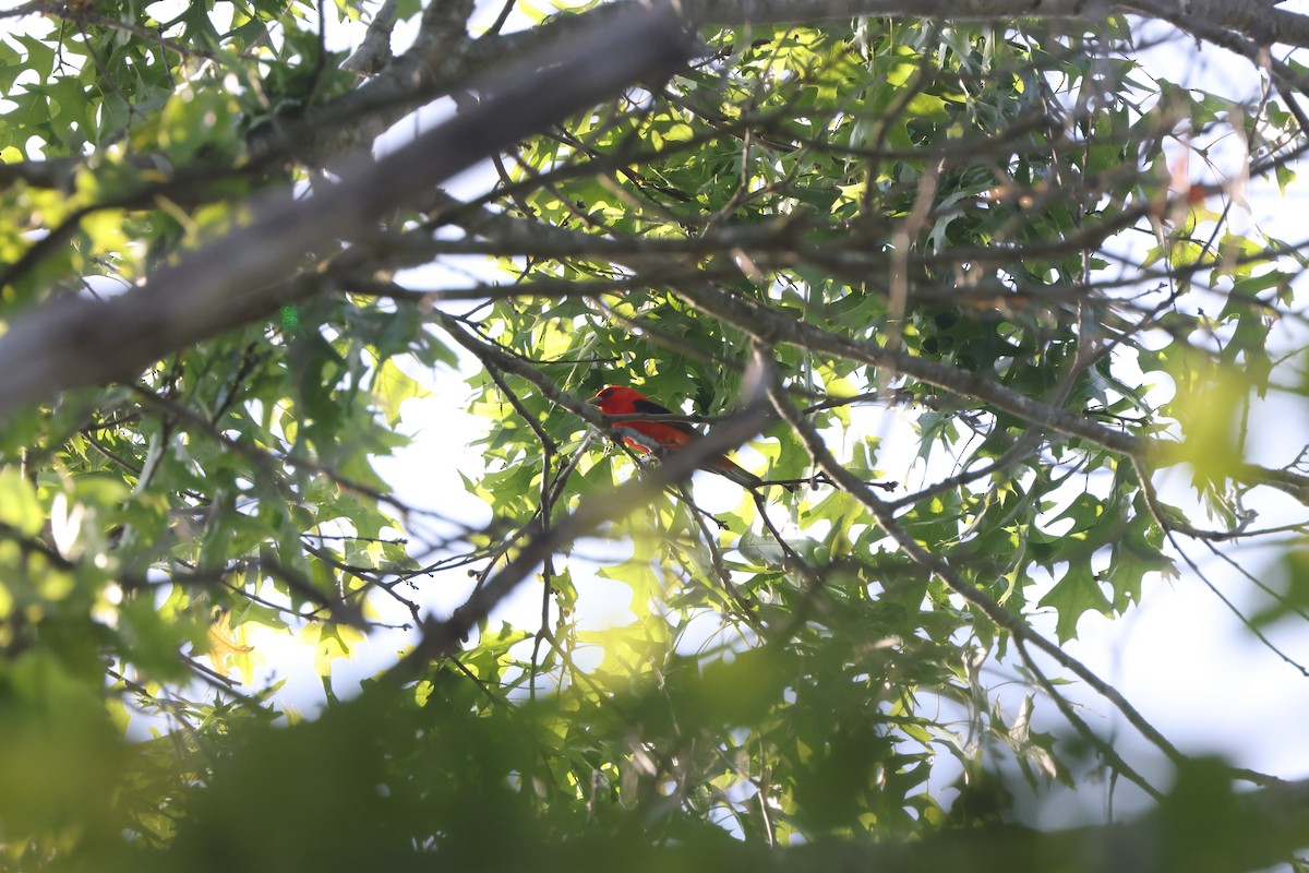 Scarlet Tanager - Samrudh Nandagopal