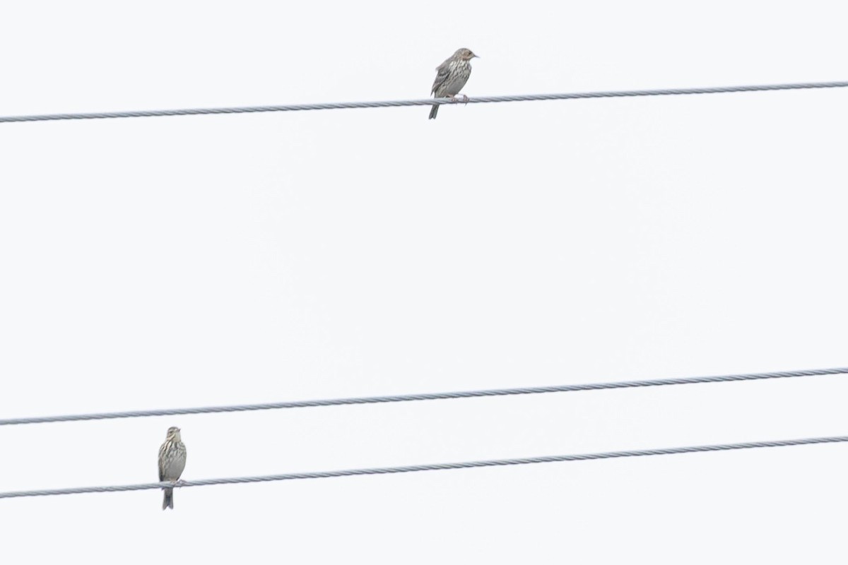 Tree Pipit - Zebedee Muller