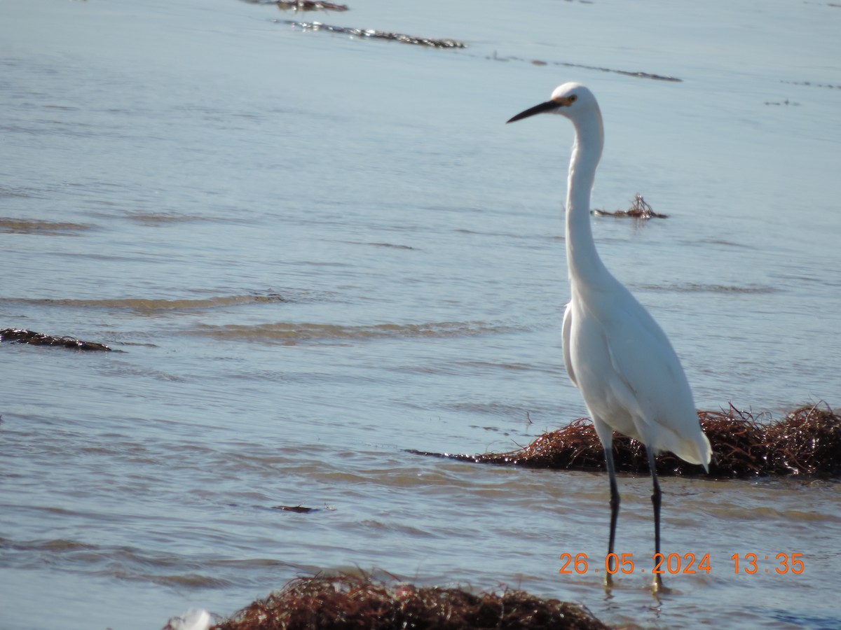 Snowy Egret - Ignacio Ramírez