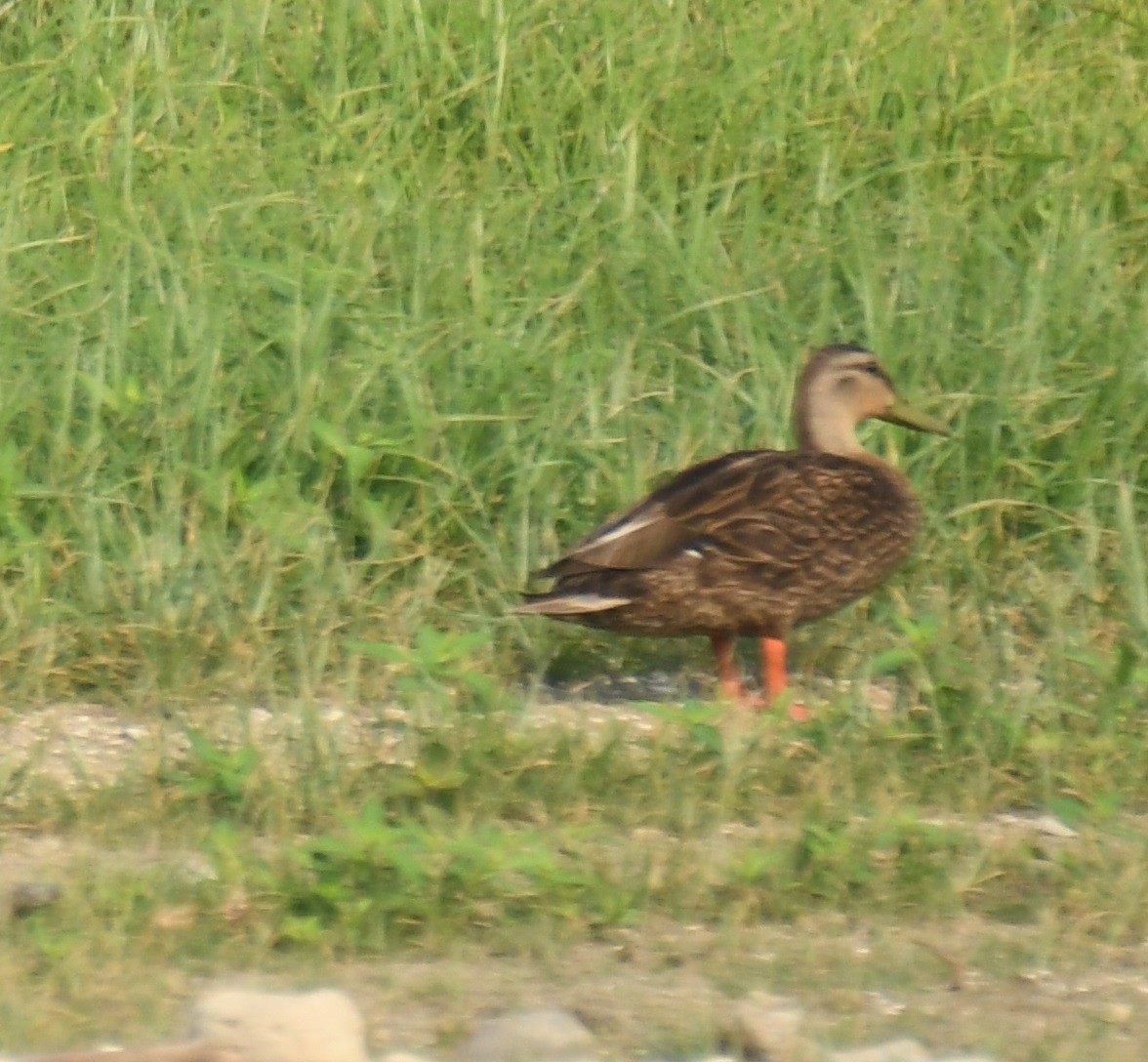 Mexican Duck - Leonardo Guzmán (Kingfisher Birdwatching Nuevo León)