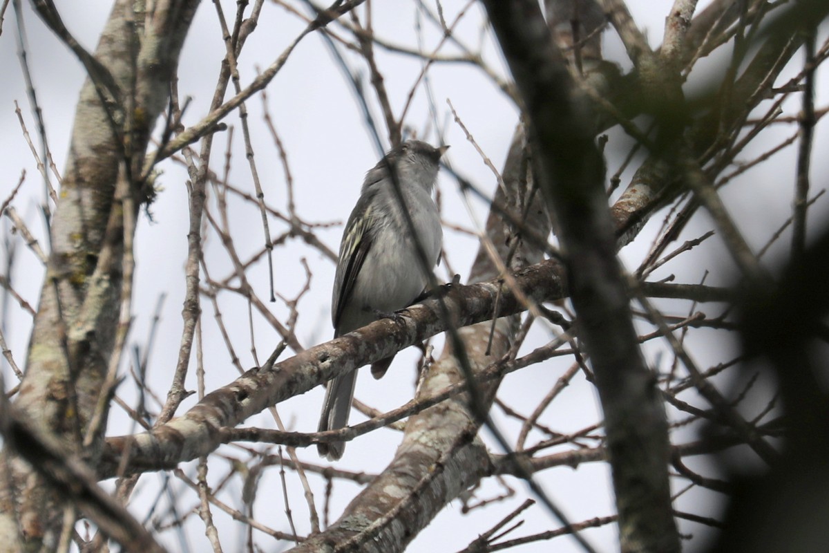 Planalto Slaty-Antshrike - Stephen Gast