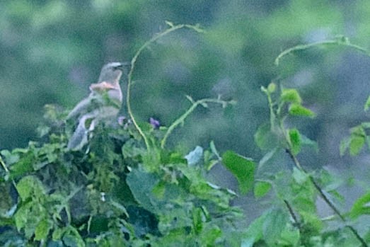 Large Gray Babbler - Zebedee Muller