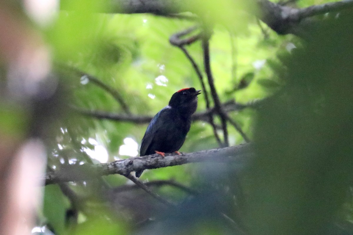 Blue-backed Manakin - Stephen Gast