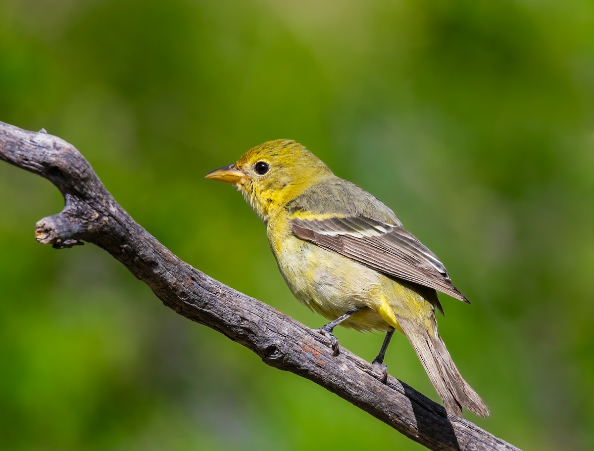 Western Tanager - Jim Merritt