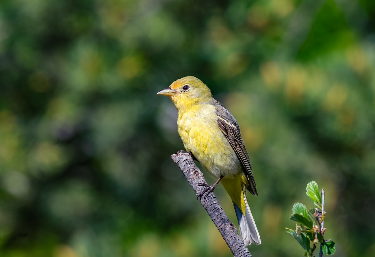 Western Tanager - Jim Merritt