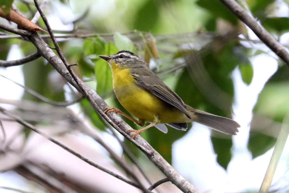 Golden-crowned Warbler - Stephen Gast