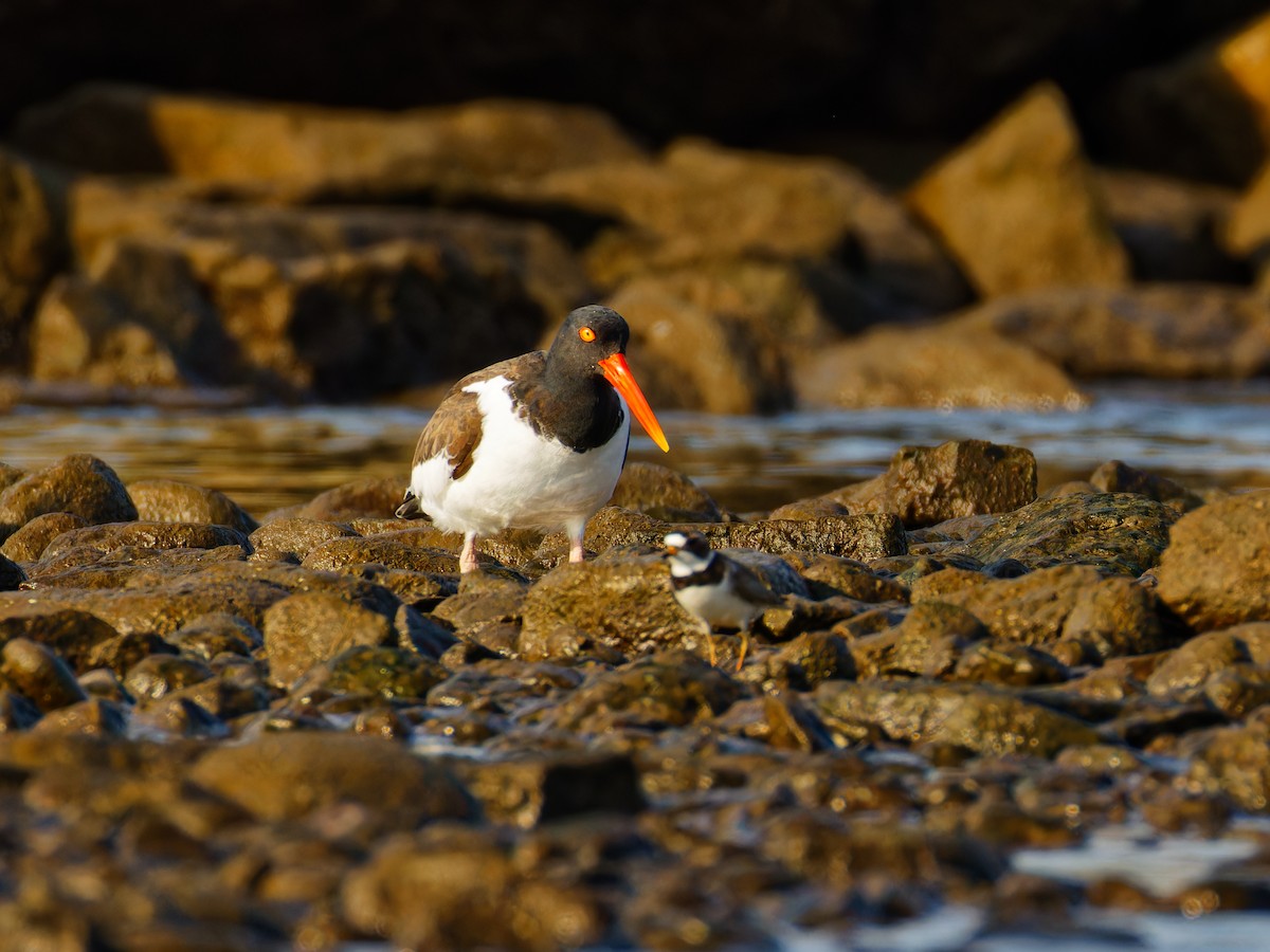 American Oystercatcher - Ruogu Li