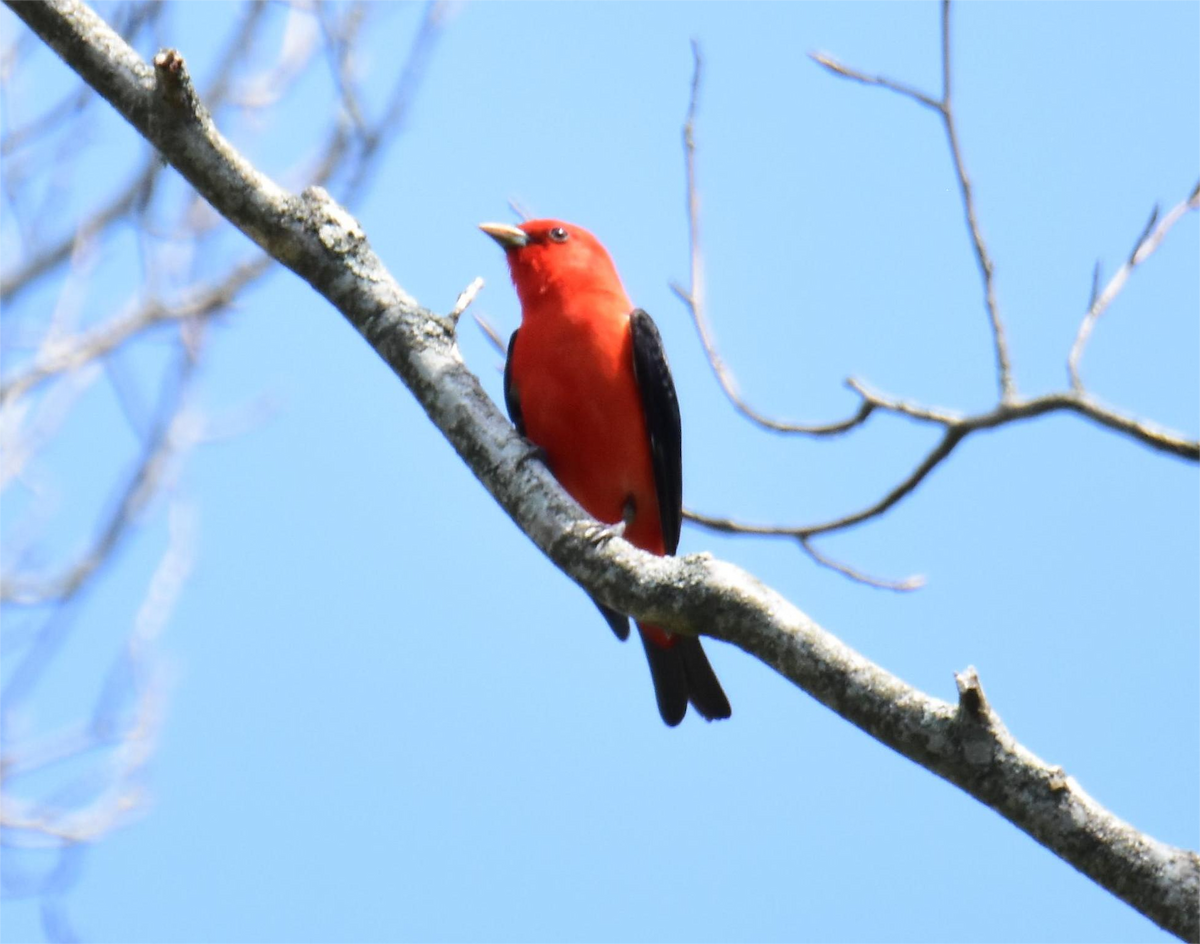 Scarlet Tanager - Zachary Peterson